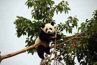 Photos of young  Great  Panda.